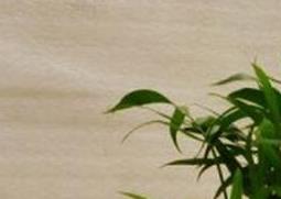 袖珍椰子树的养殖方法和注意事项（袖珍椰子树的养殖方法和注意事项视频）