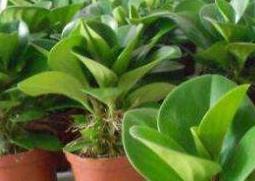 青叶碧玉怎么养（青叶碧玉养殖方法）