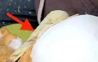 椰肉有什么营养 椰肉有什么营养和功效