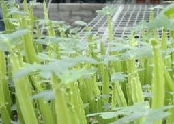 多花野牡丹的功效与作用 多花野牡丹的功效与作用