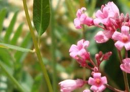 罗布麻花的功效与作用 罗布麻花的功效与作用图片