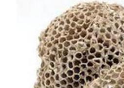 软蜂房与硬蜂房的区别（软蜂房与硬蜂房的区别在哪）