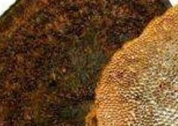 干马蜂窝的作用与功效(干马蜂窝的作用与功效禁忌)