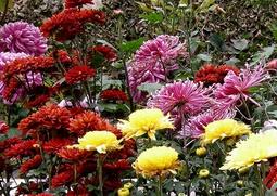 花中四君子指什么 花中四君子指什么植物