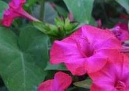 紫茉莉的药用功效和作用（紫茉莉有什么功效）