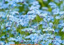 勿忘我花养殖方法大全(勿忘我花盆栽)