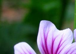 锦葵的功效与作用 锦葵的功效与作用禁忌