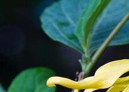 依兰花的功效与作用（依兰的功效和作用）