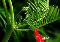 鹅掌草的功效与作用 鹅掌草的功效与作用图片