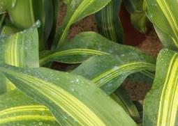 金心也门铁的养殖方法（金边也门铁怎么养）