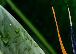 鹤望兰如何养殖 鹤望兰如何养殖方法