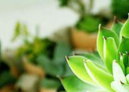 夏必死的多肉名单 夏必死的多肉名单图片