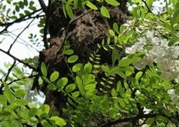 刺槐的功效与作用（刺槐的功效与作用是什么）