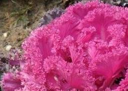 羽衣甘蓝的种植技巧和病虫害防治 羽衣甘蓝的种植技巧和病虫害防治方法