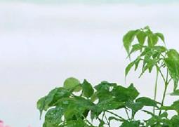 幸福树掉叶子是什么原因（幸福树会掉叶子是什么原因）