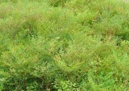 南天竹的功效与作用 南天竹的功效与作用禁忌与食物吃法