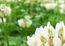 车轴草怎么种 车轴草怎么种植方法