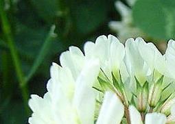 白车轴草的功效与作用（白车轴草有什么功效）