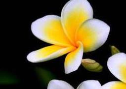 七星鸡蛋花怎么吃 七星鸡蛋花的功效与作用