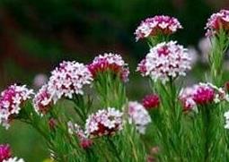 狼毒的功效与作用 狼毒软膏的功效与作用