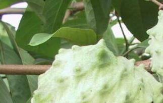 番荔枝的功效与作用 番荔枝的功效与作用提取物