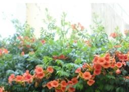 凌霄花图片（美国凌霄花图片）