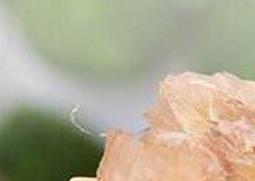 雪蛤的功效与作用（雪蛤的功效与作用图片）