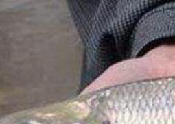 鲥鱼鳞的功效与作用 鳘鱼鳘鱼鳞有什么作用