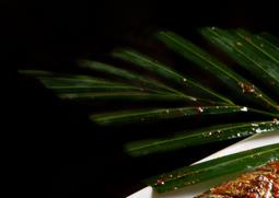 秋刀鱼的功效与作用 秋刀鱼的功效与作用及营养