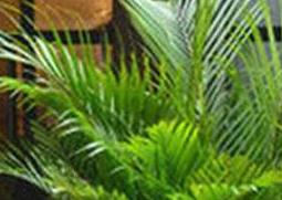 散尾葵的养殖方法