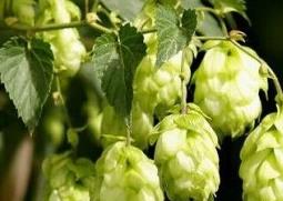 啤酒花的功效与作用 啤酒花的功效与作用、禁忌和食用方法