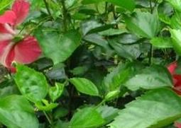 朱槿花的养殖方法和注意事项（朱槿花的养殖方法和注意事项视频）