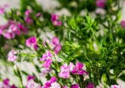 石竹花怎么养（石竹花怎么养爆盆）
