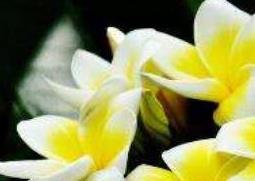 鸡蛋花的功效与作用 冲的鸡蛋花的功效与作用