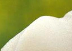 乌桕蜂蜜的功效与作用 乌桕蜂蜜的功效与作用禁忌