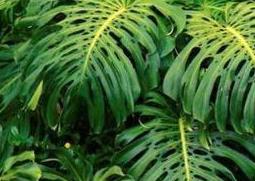 龟背竹的养殖方法 龟背竹的养殖方法和浇水