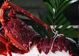 澳洲龙虾和波士顿龙虾的区别（澳洲龙虾和波斯顿龙虾）