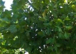 法国梧桐树的功效与作用 法国梧桐树叶的作用功效