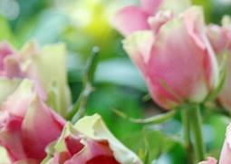 带刺花的种类和图片（带刺花的种类与名称图片）