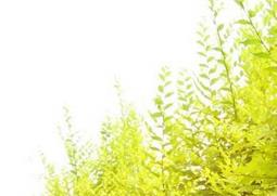 金叶榆的功效与作用 金叶榆的功效与作用及禁忌