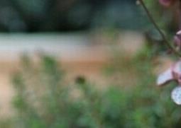 爱之蔓的功效与作用（爱之蔓有什么作用）