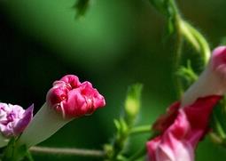 路边野草花名称图片 路边的野花图片和名称