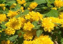 棣棠花的功效与作用(棣棠花的功效与作用视频)