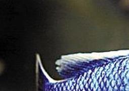 慈鲷鱼如何养 怎么养慈鲷鱼