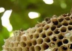 露蜂房的功效与作用 露蜂房的功效与作用点