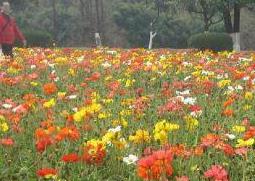 花蜜的功效与作用（枣花蜜的功效与作用）