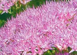 华丽景天的功效与作用（景天花的功效）