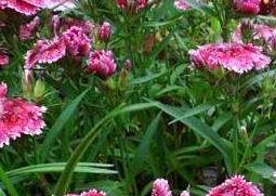 石竹花泡水喝的功效与作用（石竹花茶泡水喝的功效与作用）