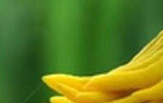 佛手柑的功效与作用（佛手柑的功效与作用及禁忌）