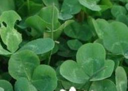 车轴草简介（车轴草学名）